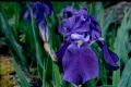 Iris cengialti
